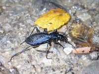 Carabus intricatus 1, Blauwe schallebijter, Saxifraga-Al Vrezec