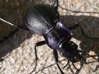 Carabus problematicus 1, Blauwzwarte schallebijter, Saxifraga-Frank Dorsman  Carabus problematicus, KorrelschalebijterAW-duinen 280811