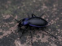 Carabus problematicus 2, Blauwzwarte schallebijter, Saxifraga-Frits Bink