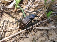 Carabus ullrichi 1, Ullrichs schallebijter, Saxifraga-Jan Willem Jongepier