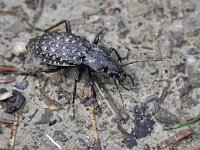 Carabus variolosus 3, Saxifraga-Tom Heijnen