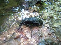 Carabus variolosus nodulosus 1, Saxifraga-Al Vrezec