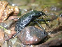 Carabus variolosus nodulosus 2, Saxifraga-Al Vrezec