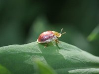 Cassida azurea