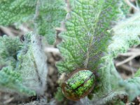 Cassida canaliculata 1, Saxifraga-Jan Willem Jongepier