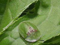 Cassida rubiginosa 1, Groene schildpadkever, Saxifraga-Rutger Barendse