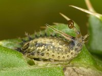 Cassida sp 5, Schildpadtor sp, Saxifraga-Ab H Baas