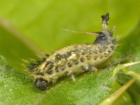 Cassida sp 6, Schildpadtor sp, Saxifraga-Ab H Baas