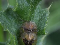 Cassida vibex 1, Distelschildkever, Saxifraga-Rutger Barendse