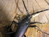 Cerambyx cerdo, Great Capricorn Beetle