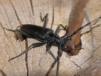 Cerambyx cerdo 3, Heldenboktor, Saxifraga-Al Vrezec