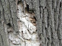 Cerambyx scopolii 4, Kleine heldenboktor, Saxifraga-Hans Grotenhuis