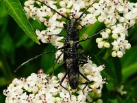 Cerambyx scopolii 5, Kleine heldenboktor, Saxifraga-Joep Steur