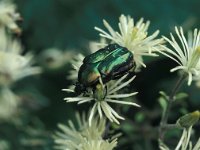 Cetonia aurata 1, Gouden tor, Saxifraga-Frits Bink