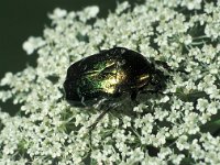 Cetonia aurata 2, Gouden tor, Saxifraga-Frits Bink