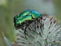 Cetonia aurata 3, Gouden tor, Saxifraga-Marijke Verhagen