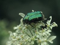 Cetonia aurata 4, Gouden tor, Saxifraga-Frits Bink