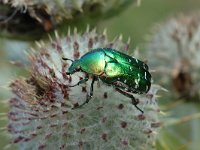 Cetonia aurata 5, Gouden tor, Saxifraga-Marijke Verhagen