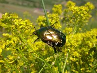 Cetonia aurata 6, Gouden tor, Saxifraga-Mark Zekhuis