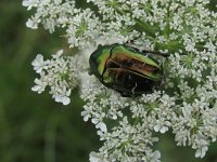 Cetonia aurata 7, Gouden tor, Saxifraga-Al Vrezec