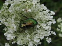 Cetonia aurata 8, Gouden tor, Saxifraga-Al Vrezec