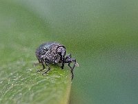 Ceutorhynchus cf erysimi 1, Saxifraga-Ab H Baas