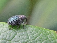 Ceutorhynchus cf erysimi 2, Saxifraga-Ab H Baas