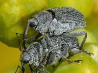 Ceutorhynchus obstrictus 1, Koolzaadsnuitkever, Saxifraga-Ab H Baas