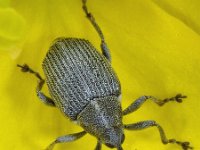 Ceutorhynchus obstrictus 2, Koolzaadsnuitkever, Saxifraga-Ab H Baas