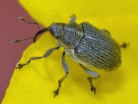 Ceutorhynchus obstrictus 3, Koolzaadsnuitkever, Saxifraga-Ab H Baas