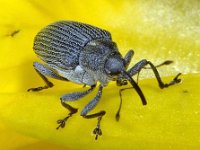 Ceutorhynchus obstrictus 4, Koolzaadsnuitkever, Saxifraga-Ab H Baas