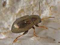 Chaetocnema hortensis 2, Saxifraga-Ab H Baas