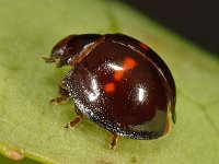 Chilocorus bipustulatus 3, Heidelieveheersbeestje, Saxifraga-Ab H Baas