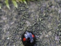 Chilocorus renipustulatus 1, Niervleklieveheersbeestje, Saxifraga-Rutger Barendse