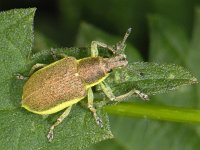 Chlorophanus viridis 01 #07789 : Chlorophanus viridis, Groene distelsnuitkever