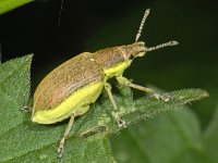 Chlorophanus viridis 01 #07791 : Chlorophanus viridis, Groene distelsnuitkever