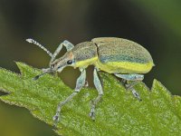 Chlorophanus viridis #08057 : Chlorophanus viridis, Groene distelsnuitkever