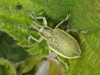 Chlorophanus viridis 5, Groene distelsnuitkever, Saxifraga-Ab H Baas