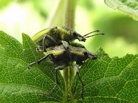 Chlorophanus viridis 6, Groene distelsnuitkever, Saxifraga-Frank Dorsman  Chlorophan​​us viridis, Groene distelsnui​tkever Bredevoort 040611