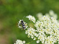 Chlorophorus figuratus 1, Saxifraga-Klaus Kuhn : 2020Ries