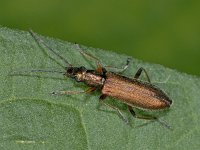 Chrysanthia nigricornis