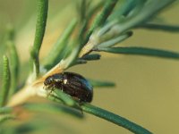 Chrysolina americana 2, Rozemarijngoudhaantje, Saxifraga-Frits Bink