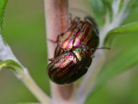 Chrysolina americana 6, Rozemarijngoudhaan, Saxifraga-Tom Heijnen