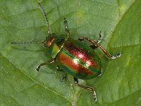 Chrysolina fastuosa