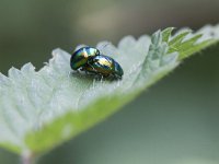 Chrysolina fastuosa 4, Hennepnetelgoudhaan, Saxifraga-Mark Zekhuis