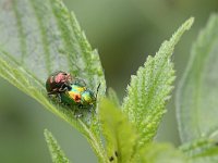 Chrysolina graminis