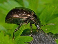 Chrysolina oricalcia 1, Voorjaarsgoudhaantje, Saxifraga-Ab H Baas