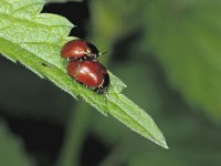 Chrysolina polita #01741 : Chrysolina polita, Tweekleurig goudhaantje, copula