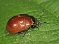 Chrysolina polita 2, Moertje, Saxifraga-Ab H Baas