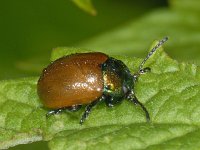 Chrysolina polita #09801 : Chrysolina polita, Tweekleurig goudhaantje